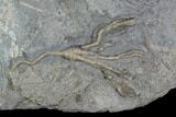 Mississippian Echinoid (Crinoids & Archaeocidaris) Plate - Iowa #95191-4